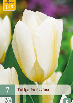 X   7 TULIPA PURISSIMA 11/12
