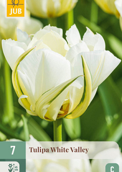 X   7 TULIPA WHITE VALLEY 11/12