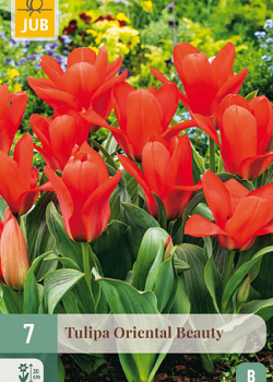 X   7 TULIPA ORIENTAL BEAUTY 11/12