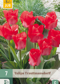 X   7 TULIPA TRAUTTMANSDORFF 11/12