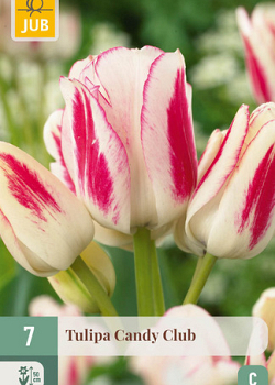 X   7 TULIPA CANDY CLUB 11/12