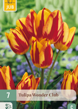 X   7 TULIPA WONDER CLUB 11/12