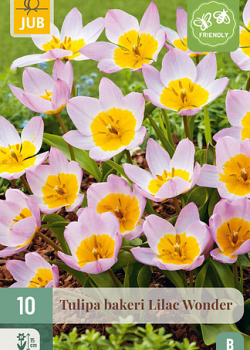X 10 TULIPA BAKERI LILAC WONDER 6/+