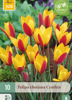 X 10 TULIPA CLUSIANA CYNTHIA 6/+