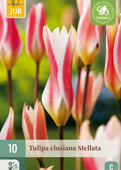 X 10 TULIPA CLUSIANA STELLATA 6/+