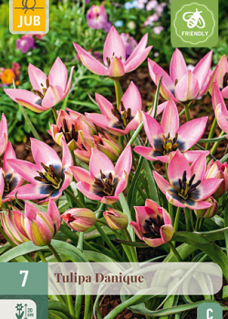 X   7 TULIPA DANIQUE 6/+