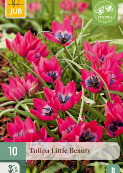 X 10 TULIPA LITTLE BEAUTY 6/+
