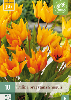 X 10 TULIPA PRAESTANS SHOGUN 8/9