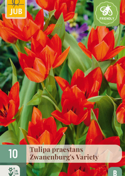 X 10 TULIPA PRAESTANS ZWANENBURG VARIETY 8/9