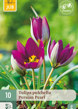 X 10 TULIPA PULCH. PERSIAN PEARL 6/+