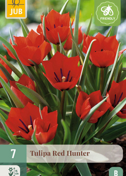 X   7 TULIPA RED HUNTER 6/+
