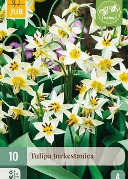 X 10 TULIPA TURKESTANICA 6/7