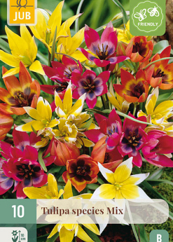 X 10 TULIPA SPECIES MIX 6/+