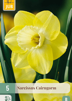 X   5 NARCISSUS CAIRNGORM 12/14