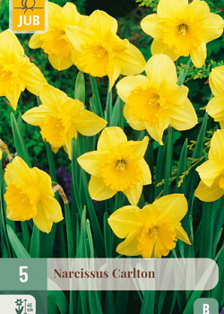 X   5 NARCISSUS CARLTON 12/14