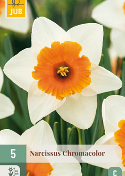 X   5 NARCISSUS CHROMACOLOR 12/14