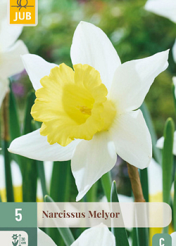 X   5 NARCISSUS MELYOR 12/14