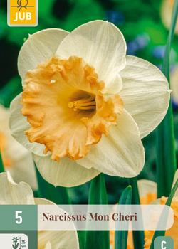 X   5 NARCISSUS MON CHERI 10/12