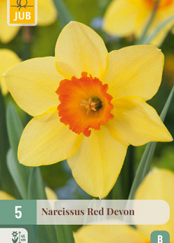 X   5 NARCISSUS RED DEVON 12/14