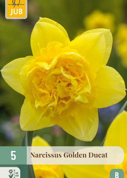 X   5 NARCISSUS GOLDEN DUCAT 12/14