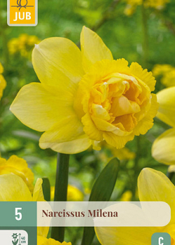 X   5 NARCISSUS MILENA 10/12
