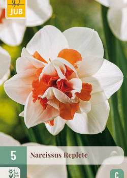 X   5 NARCISSUS REPLETE 12/14