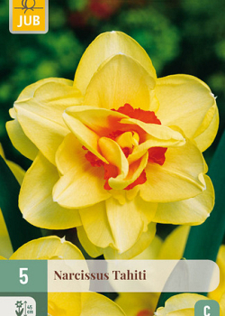X   5 NARCISSUS TAHITI 12/14