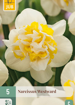 X   5 NARCISSUS WESTWARD 12/14