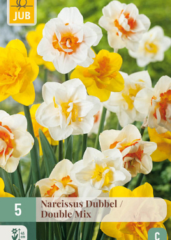 X   5 NARCISSUS DUBBEL MIX 12/14