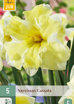 X   5 NARCISSUS CASSATA 12/14