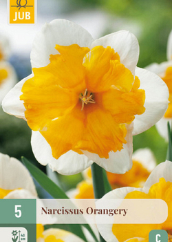 X   5 NARCISSUS ORANGERY 12/14