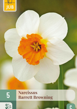 X   5 NARCISSUS BARRETT BROWNING  12/14