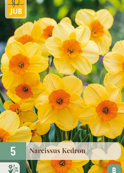 X   5 NARCISSUS KEDRON 12/14