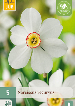 X   5 NARCISSUS RECURVUS 12/14