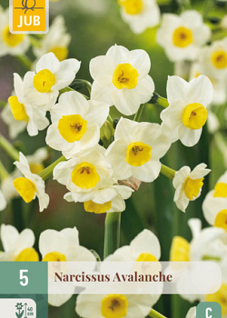 X   5 NARCISSUS AVALANCHE 13/15