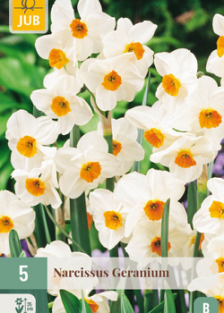 X   5 NARCISSUS GERANIUM 12/14