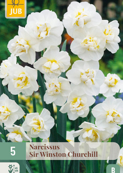X   5 NARCISSUS SIR WINSTON CHURCHILL 12/14