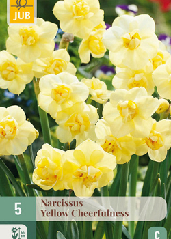 X   5 NARCISSUS YELLOW CHEERFULNESS 12/14