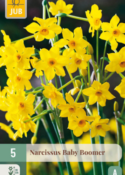 X   5 NARCISSUS BABY BOOMER 10/12