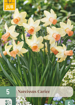 X   5 NARCISSUS CARICE 12/14
