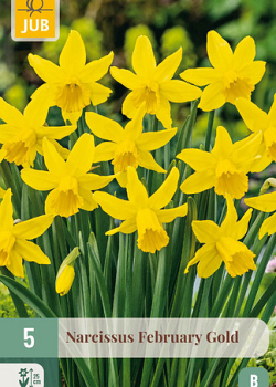 X   5 NARCISSUS FEBRUARY GOLD 12/14