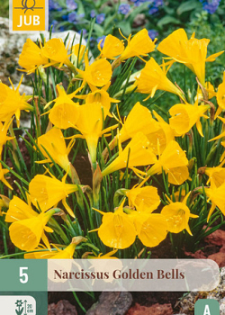 X   5 NARCISSUS GOLDEN BELLS 6/8