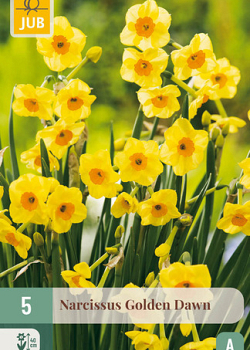 X   5 NARCISSUS GOLDEN DAWN 12/14