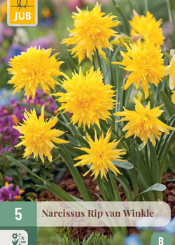 X   5 NARCISSUS RIP VAN WINKLE 10/12