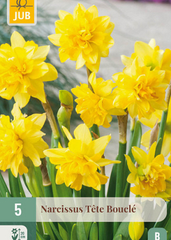 X   5 NARCISSUS TÊTE BOUCLÉ 11/12