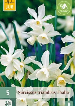 X   5 NARCISSUS TRIANDRUS THALIA 10/12