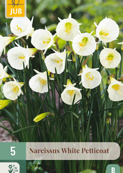 X   5 NARCISSUS WHITE PETTICOAT 6/8