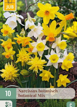 X 10 NARCISSUS BOTANISCH MIX 10/12