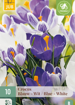 X 10 CROCUS BLAUW - WIT MIX 8/9