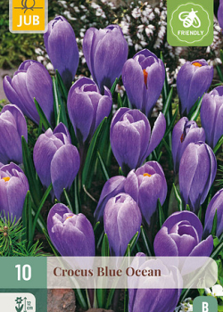 X 10 CROCUS BLUE OCEAN 8/9